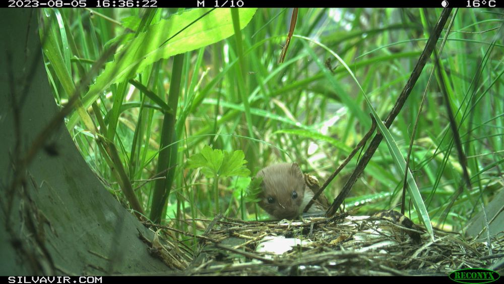 Wildcamera’s slim gebruiken
