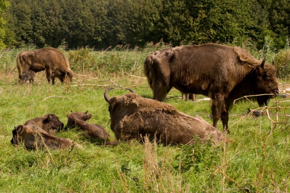 Rewilding heeft wettelijke wind mee
